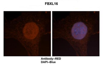 FBXL16 antibody