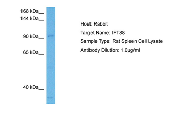Ift88 antibody