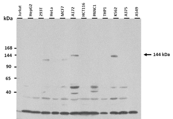 KIAA0999 antibody