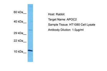 APOC2 antibody