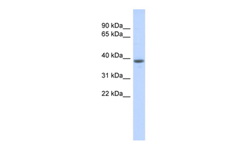 WDR21B antibody