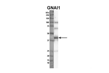 GNAI1 antibody