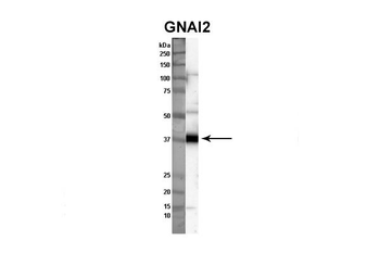 GNAI2 antibody