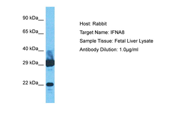 IFNA8 antibody