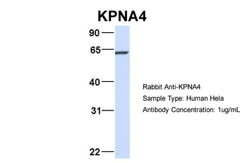 KPNA4 antibody