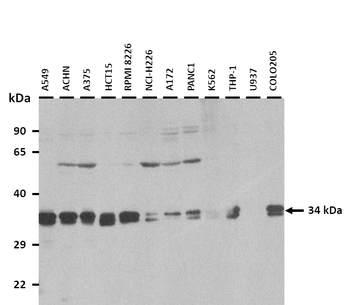 PYCR2 antibody