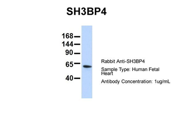 SH3BP4 antibody