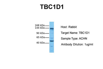 TBC1D1 antibody