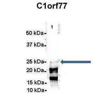 C1orf77 antibody
