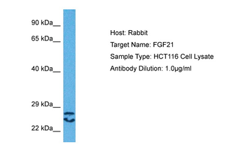 FGF21 antibody