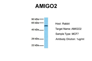 AMIGO2 antibody