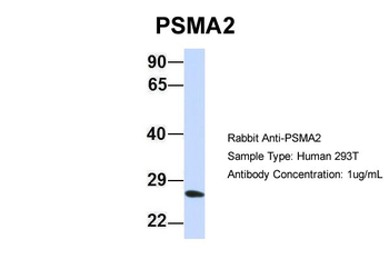 PSMA2 antibody
