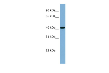 PLEKHA9 antibody