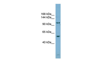 ASAP3 antibody