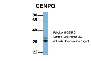 CENPQ antibody