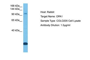 OPA1 antibody