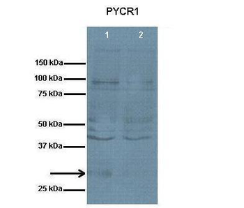 PYCR1 antibody