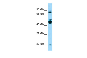SPDYE3 antibody