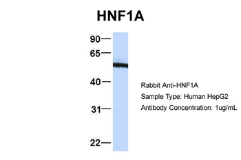 HNF1A antibody