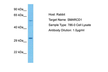 SMARCD1 antibody