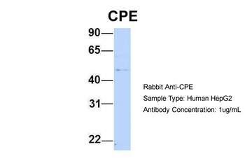 CPE antibody