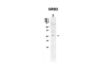 GRB2 antibody