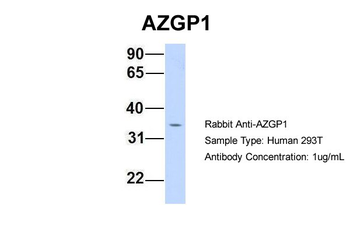 AZGP1 antibody