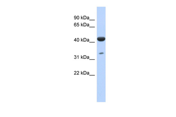 hCG_1745121 antibody