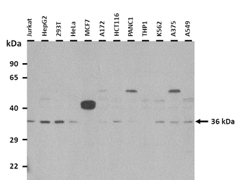 TSTA3 antibody