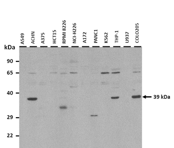 WNT3A antibody
