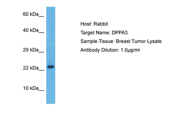 DPPA3 antibody