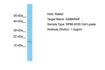 GABARAPL1 antibody