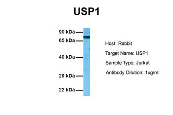 USP1 antibody