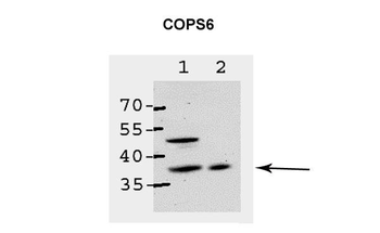 COPS6 antibody