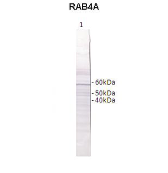 RAB4B antibody