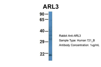 ARL3 antibody