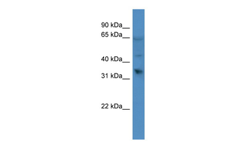 OR1D2 antibody