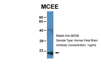 MCEE antibody