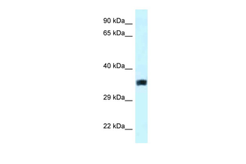 SLC25A33 antibody