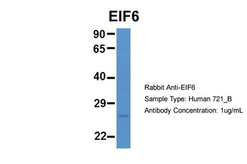 EIF6 antibody