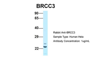 BRCC3 antibody