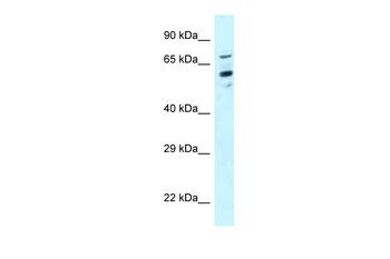 TOMM70 antibody