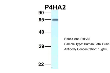 P4HA2 antibody