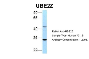 UBE2Z antibody