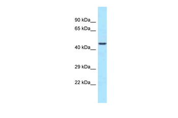 WDR74 antibody
