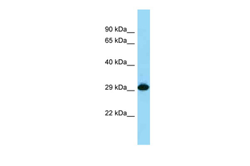 CD274 antibody