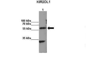 KIR2DL1 antibody