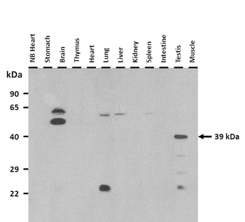 Abi3 antibody