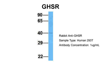 GHSR antibody
