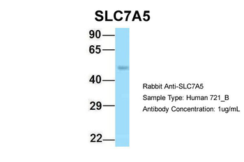 SLC7A5 antibody